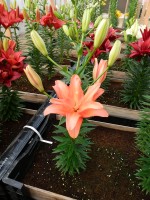 [5015 Ceb Latte No01.JPG]